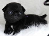 Femelle noire
