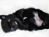 Femelle noire