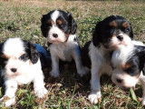 À réserver, 4 chiots Cavaliers King Charles non LOF