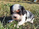 À réserver, 4 chiots Cavaliers King Charles non LOF
