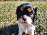 À réserver, 4 chiots Cavaliers King Charles non LOF