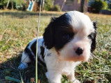 À réserver, 4 chiots Cavaliers King Charles non LOF