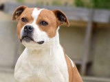 Un chien Staffordshire Bull Terrier de 4 ans LOF disponible