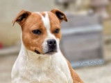 Un chien Staffordshire Bull Terrier de 4 ans LOF disponible
