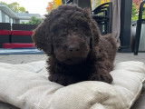 Chiots Labradoodle F1B à vendre