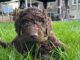 Chiots Labradoodle F1B à vendre