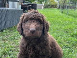 Chiots Labradoodle F1B à vendre