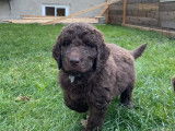 Chiots Labradoodle F1B à vendre