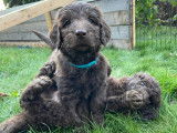 Chiots Labradoodle F1B à vendre