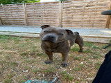 Staffordshire Bull Terrier LOF disponible pour saillie