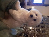 Bichon Maltais disponible pour saillie