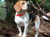 Étalon Beagle LOF disponible pour saillie