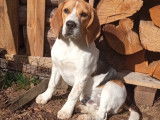 Étalon Beagle LOF disponible pour saillie