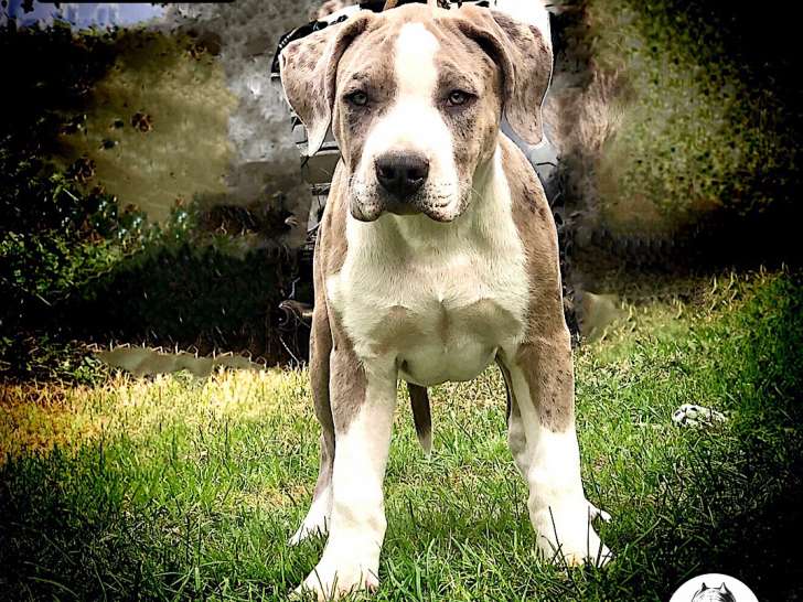 Chiots American Bully XL à vendre Petite Annonce chien