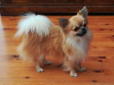 Cherche femelle Chihuahua pour saillie