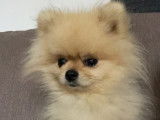 Loulou de Poméranie crème nain de 1 an et demi pour saillie