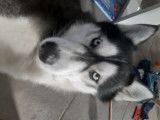Très beau mâle husky