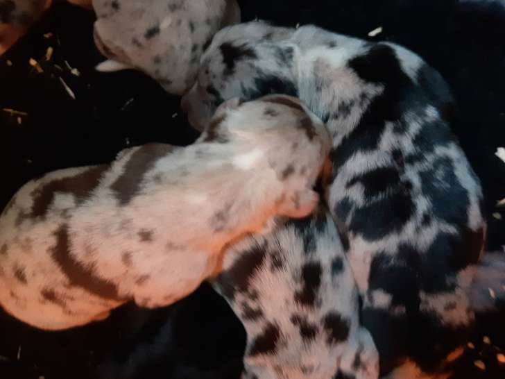 Dynamiques chiots Jack Russel non LOSH disponibles en novembre : trois femelles et trois mâles