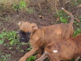 Chiots Boxer d'un élevage familial à vendre