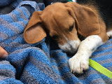 Très jolie et gentille chienne Beagle de 6 mois à vendre