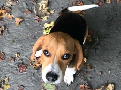 Très jolie et gentille chienne Beagle de 6 mois à vendre