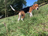 Très jolie et gentille chienne Beagle de 6 mois à vendre