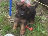 Chiots Berger Allemand à Poil Long LOF à vendre