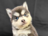 Magnifique vrai Pomsky à vendre