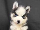 Magnifique vrai Pomsky à vendre