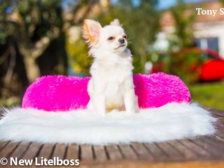 Mâle Chihuahua de couleur crème LOF  à vendre