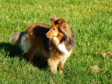 Chiots Berger des Shetland &agrave; vendre