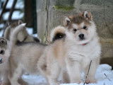 Chiots Malamute de l'Alaska &agrave; na&icirc;tre en f&eacute;vrier 2023