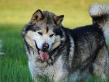 Malamute de l'Alaska