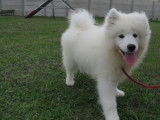 Chiot mâle Samoyède LOF à vendre
