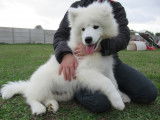 Chiot mâle Samoyède LOF à vendre