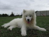 Chiot mâle Samoyède LOF à vendre