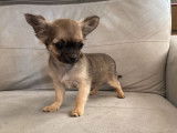 2 chiots femelles Chihuahuas LOF, à vendre