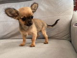 2 chiots femelles Chihuahuas LOF, à vendre