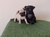 Chiot mâle Carlin LOF, à vendre noir