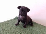Chiot mâle Carlin LOF, à vendre noir