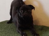 Chiot mâle Carlin LOF, à vendre noir