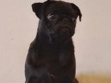 Chiot mâle Carlin LOF, à vendre noir