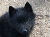 Réservation pour 5 chiots Schipperkes LOF