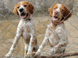 2 chiots &Eacute;pagneuls Bretons non LOF disponibles &agrave; la vente