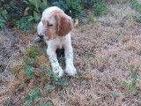 2 chiots Setters Anglais &agrave; r&eacute;server LOF