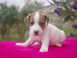 3 chiots Jack Russells non-LOF à vendre