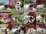 3 chiots Jack Russells non-LOF à vendre