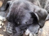 Magnifiques chiots Cane Corso LOF à vendre