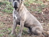 Magnifiques chiots Cane Corso LOF à vendre