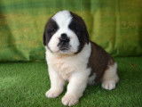 2 chiots Saint-Bernards LOF bicolores à réserver